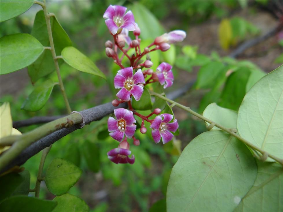 Averrhoa carambola
